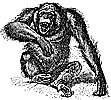 orangutan_1_th.gif