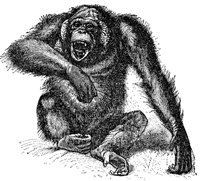 orangutan_1_md.gif