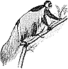 colobus-monkey_1_th.gif