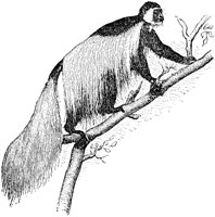 colobus-monkey_1_md.gif