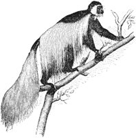 colobus-monkey_1_lg.gif