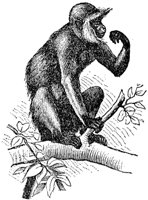 hanaman-monkey_1_md.gif