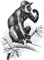 hanaman-monkey_1_lg.gif