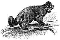 capuchin-monkey_1_sm.gif