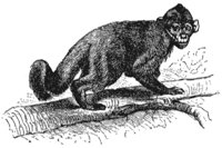 capuchin-monkey_1_lg.gif