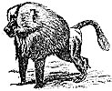 baboon_1_th.gif