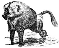 baboon_1_sm.gif