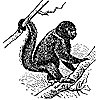 wooly-monkey_1_th.gif