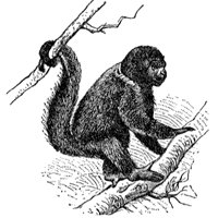 wooly-monkey_1_md.gif