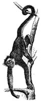 spider-monkey_2_md.gif