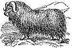musk-ox_1_th.gif