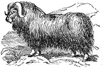 musk-ox_1_sm.gif