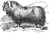 musk-ox_1_lg.gif