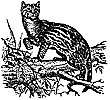 ocelot_1_th.gif