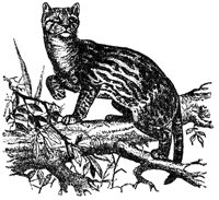 ocelot_1_md.gif