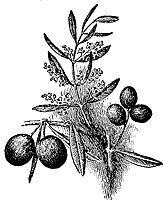 olive_1_sm.gif