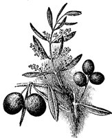 olive_1_md.gif