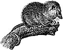 opossum_2_th.gif