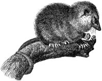 opossum_2_md.gif