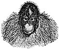 orangutan_2_th.gif