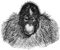 orangutan_2_sm.gif