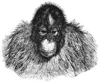 orangutan_2_lg.gif