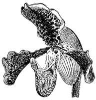 lady-slipper-orchid_1_md.gif