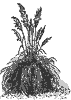 pampas-grass_1_th.gif