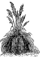 pampas-grass_1_sm.gif