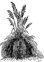 pampas-grass_1_md.gif