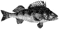 perch_2_lg.gif
