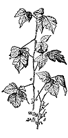 poison-ivy_1_sm.gif