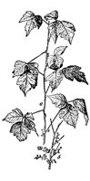 poison-ivy_1_md.gif