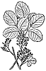 poison-oak_1_th.gif
