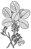 poison-oak_1_sm.gif