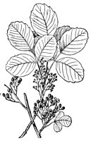 poison-oak_1_lg.gif