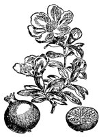 pomegranate_1_lg.gif