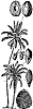 coconut-palm_1_th.gif