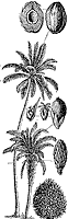 coconut-palm_1_sm.gif