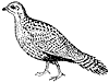 grouse_1_th.gif