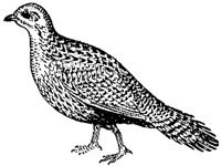 grouse_1_md.gif