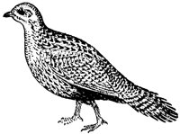 grouse_1_lg.gif