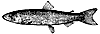 salmon_1_th.gif