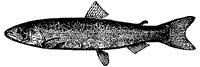 salmon_1_sm.gif