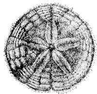 sand-dollar_1_sm.gif