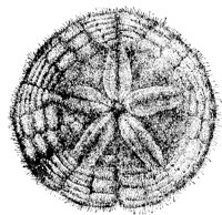 sand-dollar_1_lg.gif