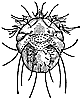 head-lice_1_th.gif