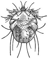 head-lice_1_sm.gif