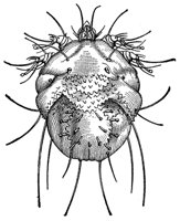 head-lice_1_md.gif