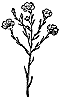flax_1_th.gif